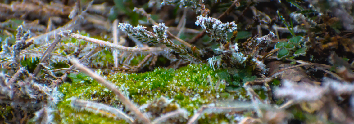 Moss Photograph